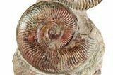 Free-Standing Fossil Ammonite (Hammatoceras) Pair - France #227336-1
